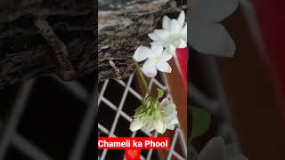 Chameli ka phool 🌸🌸youtubeshorts nature naturelovers folwers FreeDocumentaryNature [upl. by Lexy]