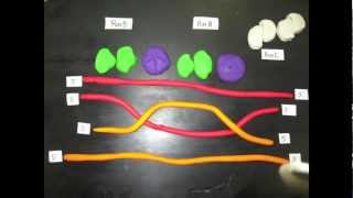 Homologous Recombination [upl. by Jillayne]