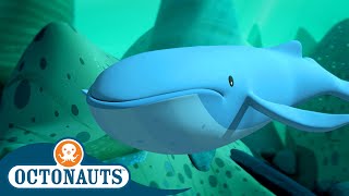 Octonauts  🐋 The Mixed Up Whales 🐋  Season 1  Full Episodes  Cartoons for Kids [upl. by Adnohsak]