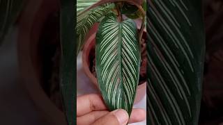 Grow Best Ever Calathea  Prayer Plant Care [upl. by Aihseya]