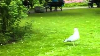 Seagull Eats a Live Bird [upl. by Inah]