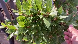 The secrets of Growing a Bay Leaf tree in your garden [upl. by Deny761]