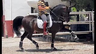 PRE  dressage horse  PSG LEVEL [upl. by Rrats]