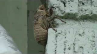 Cicada Shedding Skin [upl. by Evreh959]