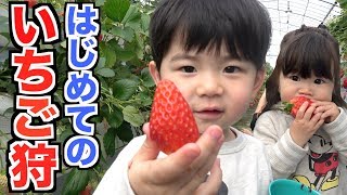 Strawberry Picking イチゴ狩り [upl. by Spenser]