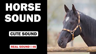 Real Horse Sounds  High Quality  Cute Horse Sound Experience  4K [upl. by Arika]