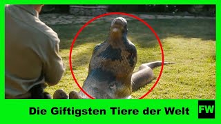 Die Giftigsten Tiere der Welt  Faszination Wissen [upl. by Mccready95]