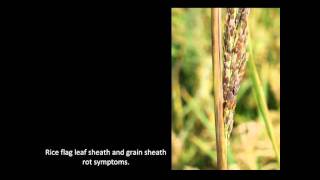 Rice Diseases Sheath Rot [upl. by Terrej]