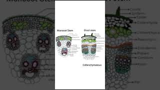 plants Dicot stem ampmonocot stem difference intamil  இருவித்திலை தாவர தண்டு amp ஒருவித்திலை தாவரதண்டு [upl. by Buyers429]