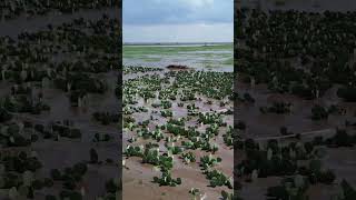 Severe flooding cactus nopales farming flood shorts westtexas texas rain [upl. by Bashee]