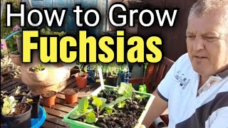 How to Grow Fuchsia from Seed  Start to Finish  Gardening for Beginners [upl. by Nodnar]