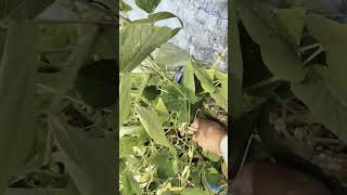 Beans plant at home  grow beans at home trending ytshorts nature food farming shorts reels [upl. by Ymmak]