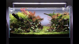 Aquascape Tutorial Step by Step 90cm Planted Aquarium [upl. by Copeland739]