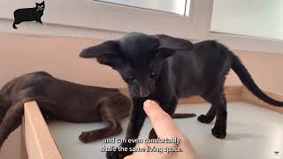 Oriental Shorthair cat care and characteristics [upl. by Reppart]