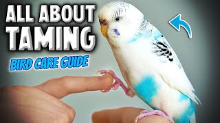 How to Tame amp Take Care of Your Pet Bird  Parakeet Budgie Compilation [upl. by Aliahs]