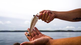 WE CAUGHT A GREATER WEEVER  Boat Fishing in Cornwall  Sea Fishing UK [upl. by Natascha586]