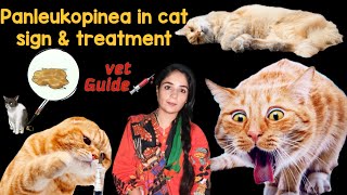 How To Treat Feline Panleukopenia At Home  Feline Panleukopenia kiya ha  Feline Parvo treatment [upl. by Fantasia989]