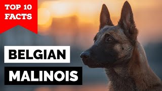 Belgian Malinois  Top 10 Facts [upl. by Illoh]