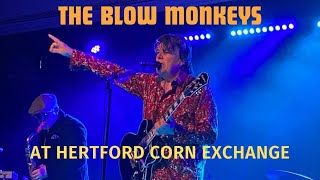 The Blow Monkeys at Hertford Corn Exchange 2024 [upl. by Fancy354]