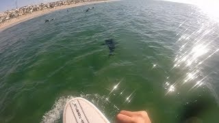 Crazy great white shark sightings at El Porto in Manhattan Beach [upl. by Itsym49]