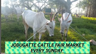 jodugatte cattle fair market every sunday AGRIANIMALS [upl. by Rupert]