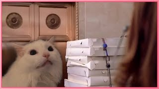 Thurston The Cat Becomes SpiderCat And Delivers Pizza [upl. by Alset]