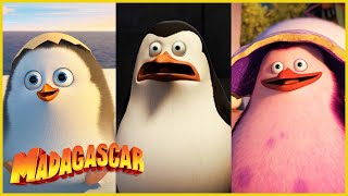 La historia de Cabo  DreamWorks Madagascar en Español Latino [upl. by Dmitri563]