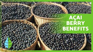 6 Proven Ways AÇAI BERRY Boosts Your Health 🫐✅ Essential Nutrients and Benefits [upl. by Houser]