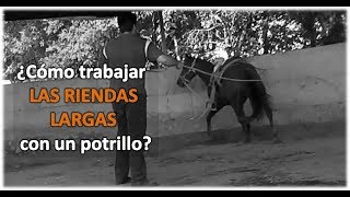 Arrendando Caballos v3 ¿Cómo trabajar con las Riendas Largas [upl. by Ripp724]