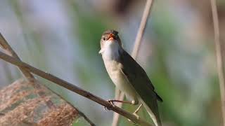 cserregő nádiposzáta common reed warbler Acrocephalus scirpaceus [upl. by Oguh520]