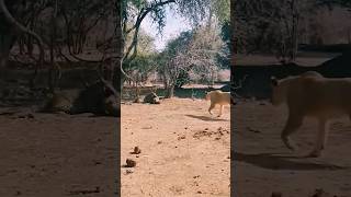 👆🏻 The warthog went to hit the leopard too wildlife africatravels travel youtubeshorts [upl. by Tteraj]