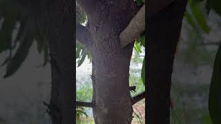 Bark of Diospyros malabarica an indicator of water from Odisha water odisha [upl. by Nahamas]