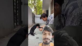 Gali dekar bhag jata hun 😂😂😂 funny comedy cat shorts [upl. by Consolata]