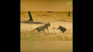 Warthog chases lions shorts [upl. by Wennerholn302]