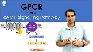 GProtein Coupled Receptor Part 2 cAMP Signaling Pathway  Signal Transduction Pathway  GPCR [upl. by Tavia611]