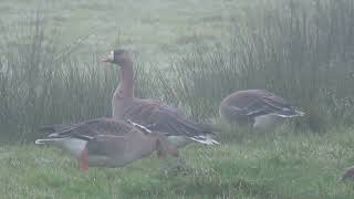 Greater Whitefronted Goose Anser albifrons Kolgans Strijen ZH the Netherlands 4 Nov 2024 44 [upl. by Olmstead]