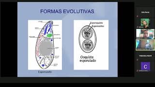 Clase 5 Parasitología  Coccidios intestinales [upl. by Ihculo]