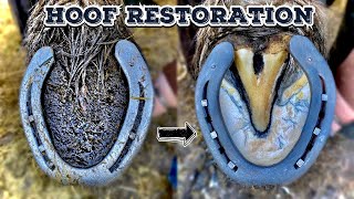 SHIRE HORSE  HOOF RESTORATION  HUGE FEET [upl. by Grady998]