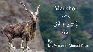 Markhor Pakistans National Mammal  Why Markhor is The National Animal of Pakistan [upl. by Acissehc589]