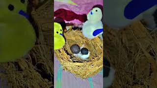 Bird Nest👍🏼youtube nest birdnest birfnestwithnariyal shorts craft birds [upl. by Kaslik]