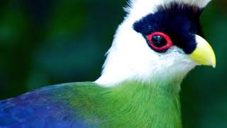 turacos bird documentary [upl. by Akedijn]