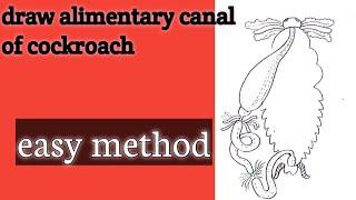 how to draw the alimentary canal of cockroach for beginnersstep by step [upl. by Elberfeld]