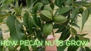 How pecan nuts grow [upl. by Sidoney]