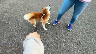 August 5 2024 Monday Shiba Inu Too Excited Tail Almost Takes Flight [upl. by Aicercal]