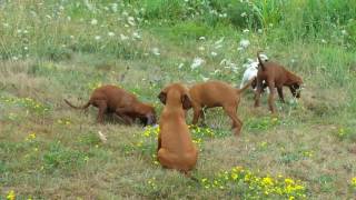 Redbone coonhound pups and Bluetick Beagle puppy at River Styx Farm [upl. by Ailisec]