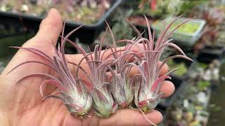 New＊チランジア イオナンタ パープルハートTillandsia ionantha Purple Heart＊エアプランツ＠フラワーショップ江口：鹿児島県出水市 [upl. by Tavis]