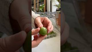 Growing Kiwis shorts plants seeds indoorplants houseplants propagation kiwi garden diy [upl. by Arondell]