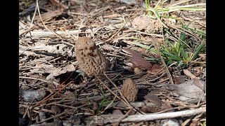 Morilles les bonnes pratiques à suivre [upl. by Asilej]