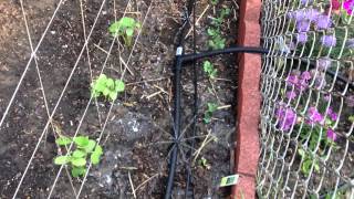 Drip Irrigation System for my vegetable garden [upl. by Anayrb]