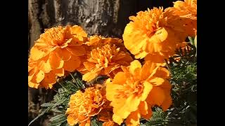 Greytipped Hummingbird Hawkmoth Hovering around Marigold Flowers to Sip Nectar 240fps [upl. by Seaver]